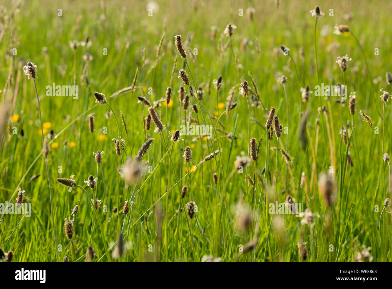 A meadow in spring at Draycott Sleights in the Mendip Hills Area of Outstanding Natural Beauty in Somerset, England. Stock Photo
