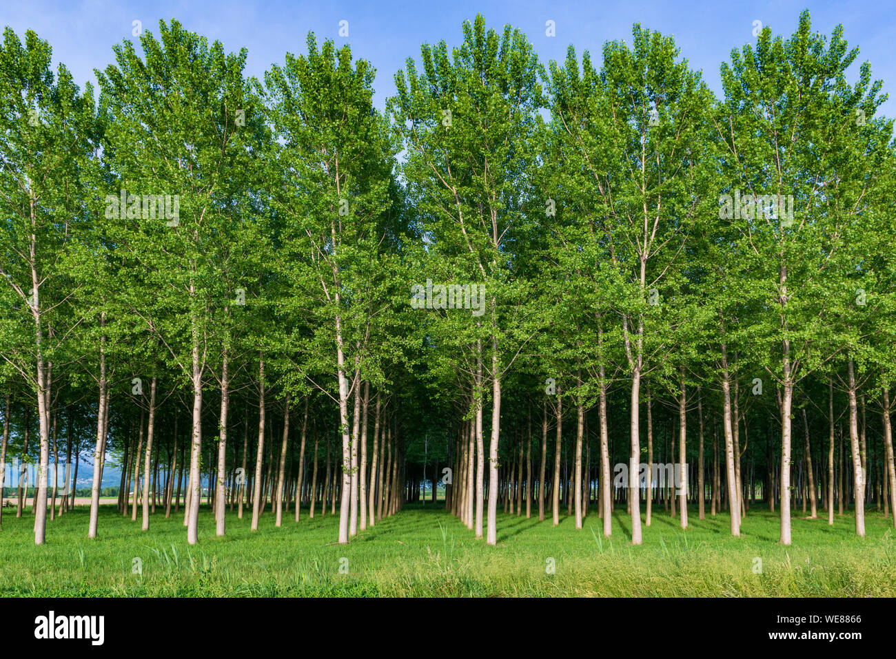 Rows of young trees in artificial forest Stock Photo Alamy