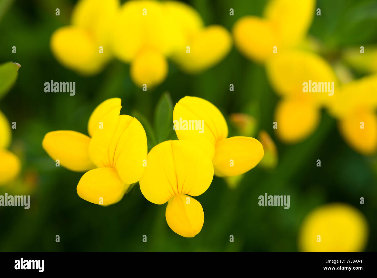 Horseshoe Vetch (Hippocrepis comosa) growing at Draycott Sleights in the Mendip Hills, Somerset, England. Stock Photo