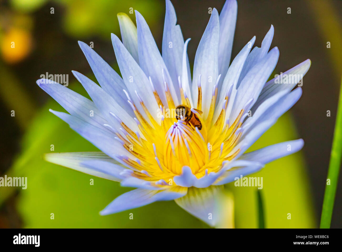 Purple Water Lilly flower with bee Stock Photo - Alamy