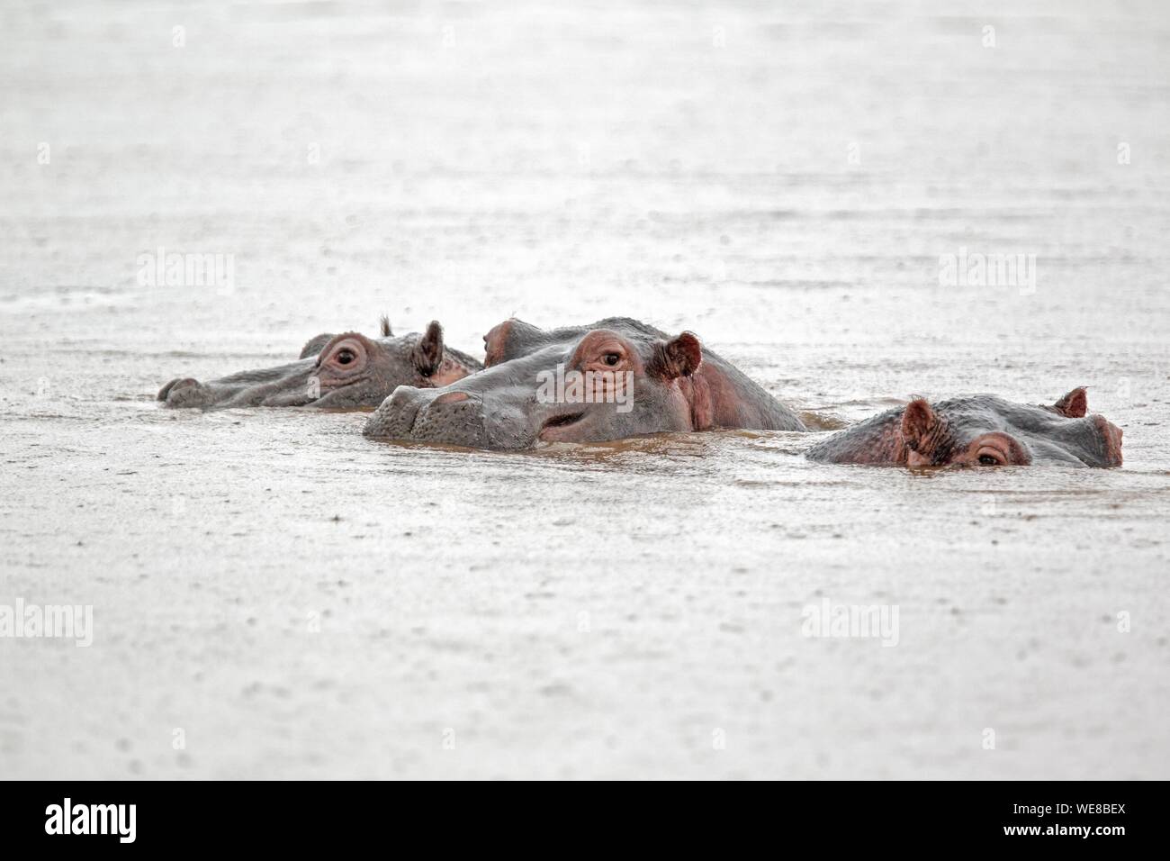 Burundi, Rusizi National Park, Amphibious Hippopotamus (Hippopotamus amphibius) Stock Photo