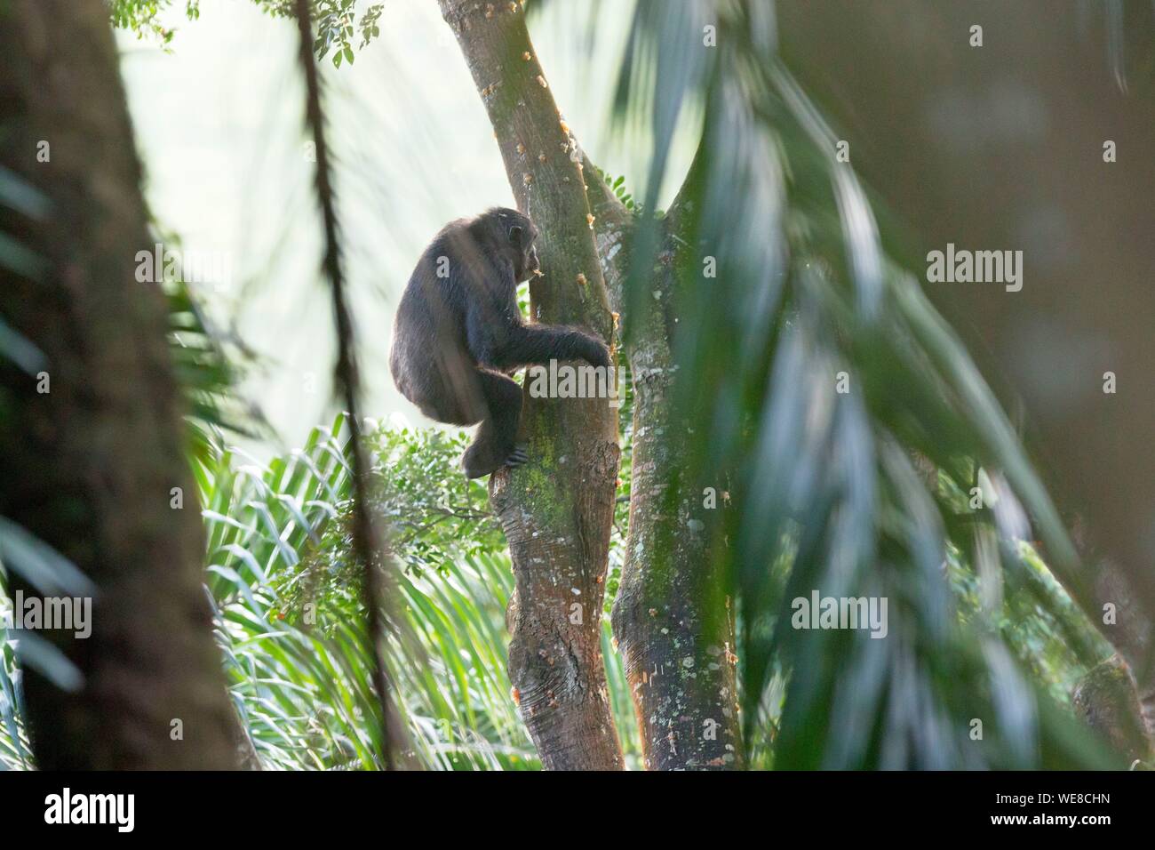 Burundi, Vyanda Nature Reserve in the bututsi, Chimpanzee (Pan troglodytes) Stock Photo