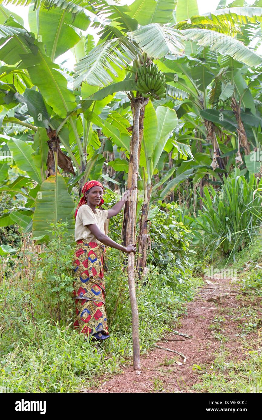 Burundi, Vyanda Nature Reserve in the bututsi, banana growing Stock Photo