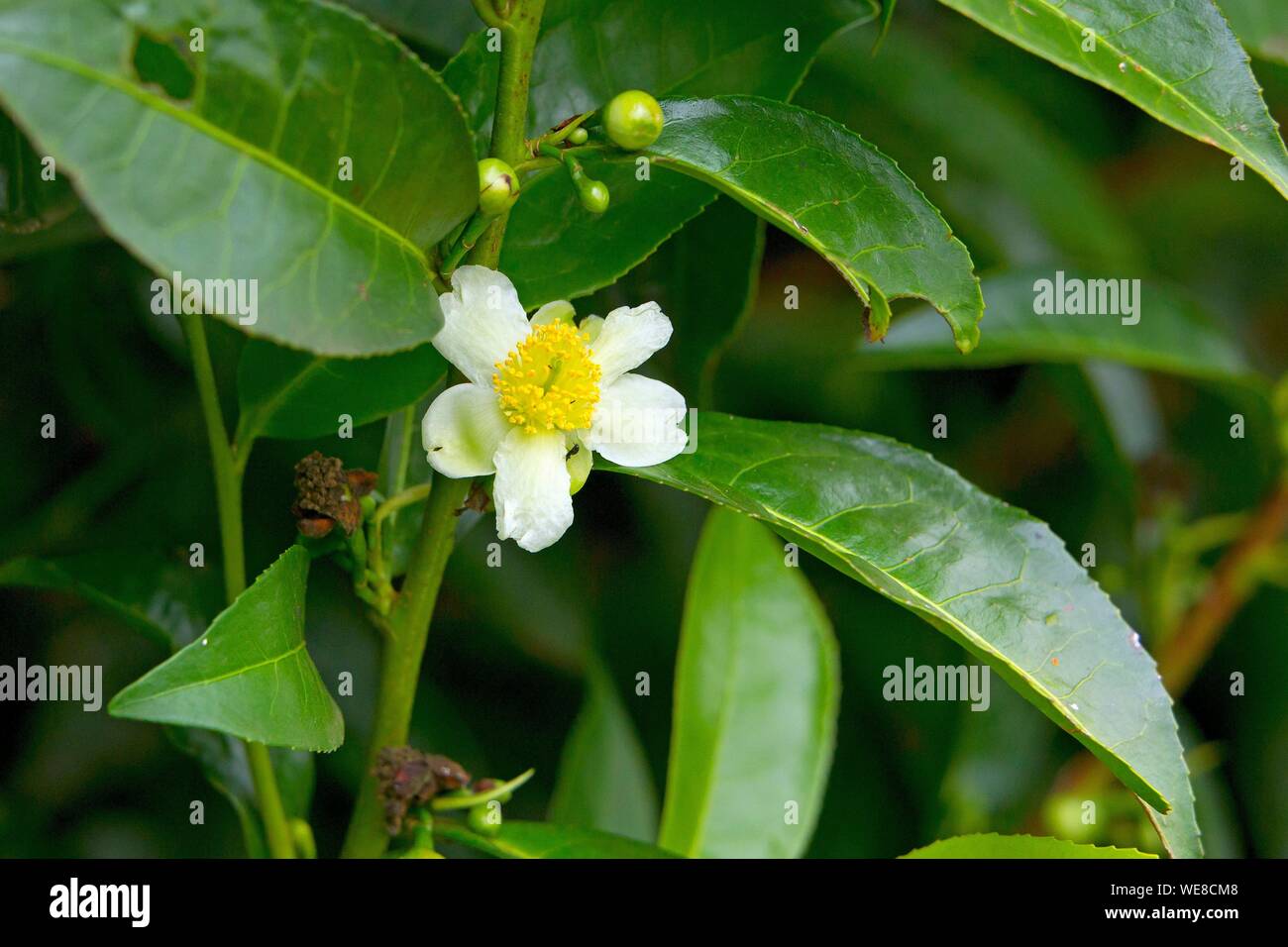 Burundi, Kibira National Park, Teza, Rwegura, Tea collection, flower Stock Photo