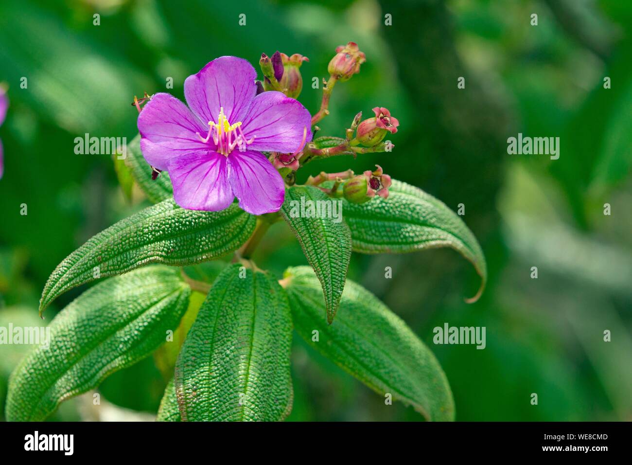 Africa Burundi High Resolution Stock Photography And Images Alamy