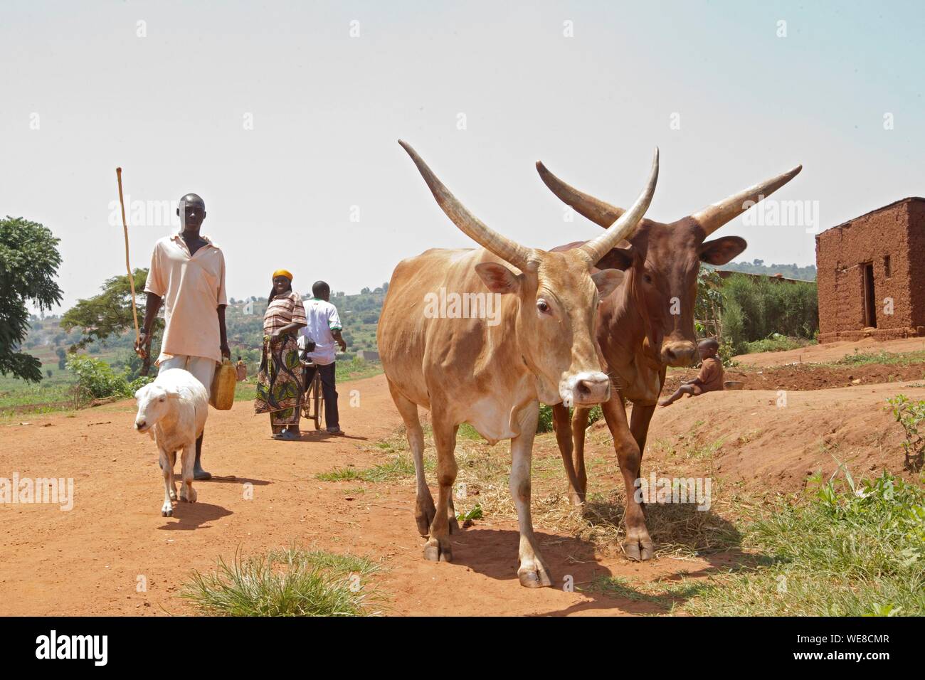 Burundi, Bugesera, northern lakes, cattle farming Stock Photo