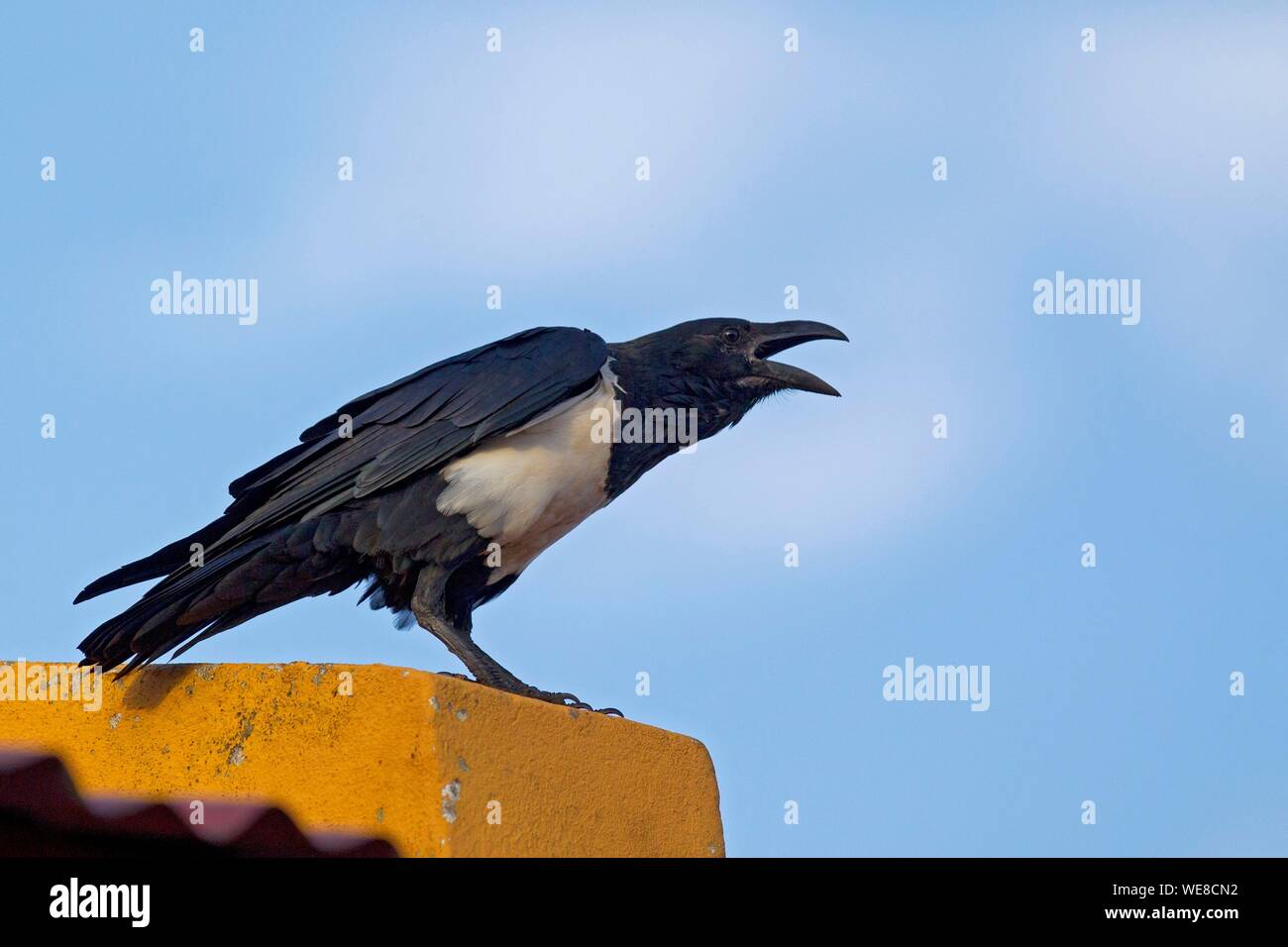 Burundi, Nkoma, Kumoso, pied crow (Corvus albus) Stock Photo