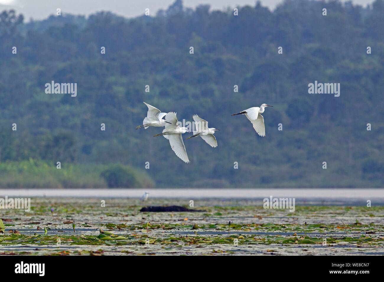 Burundi, Bugesera, northern lakes, Little Egret (Egretta garzetta) Stock Photo