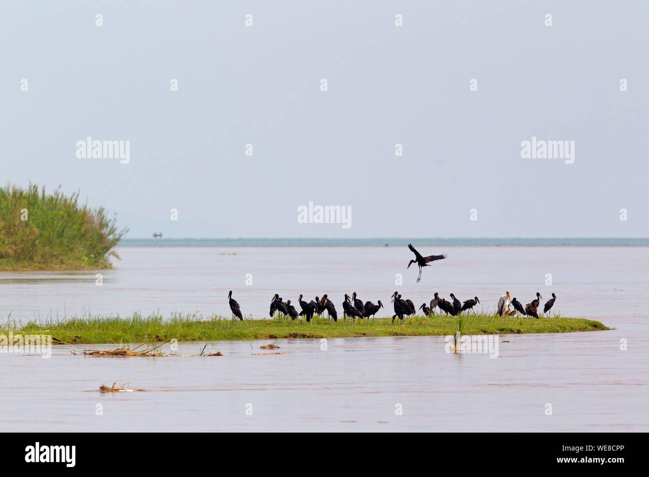 Burundi, Lake Tanganyika, national park of Rusizi, African Openbill (Anastomus lamelligerus) ) Stock Photo