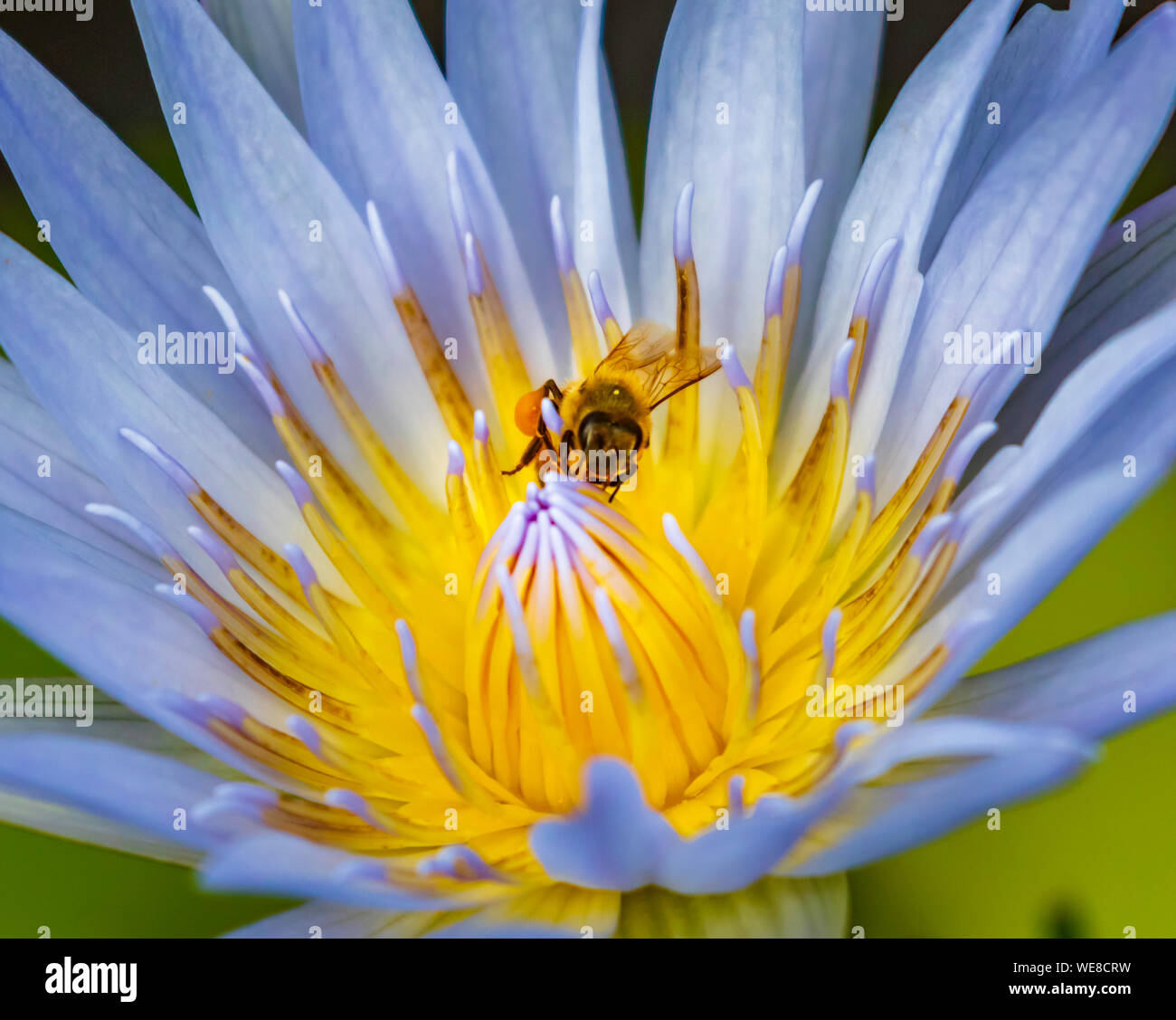 Purple Water Lilly flower with bee Stock Photo - Alamy