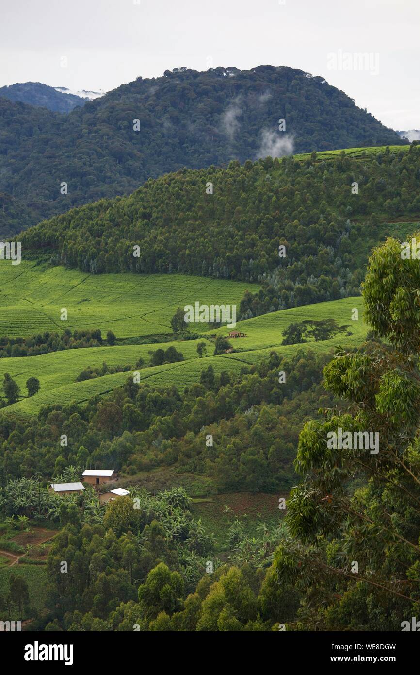 Rwanda, Nyungwe, landscape of wooded hills and tea plantations in Nyungwe National Park, Africa's largest highland primary forest Stock Photo
