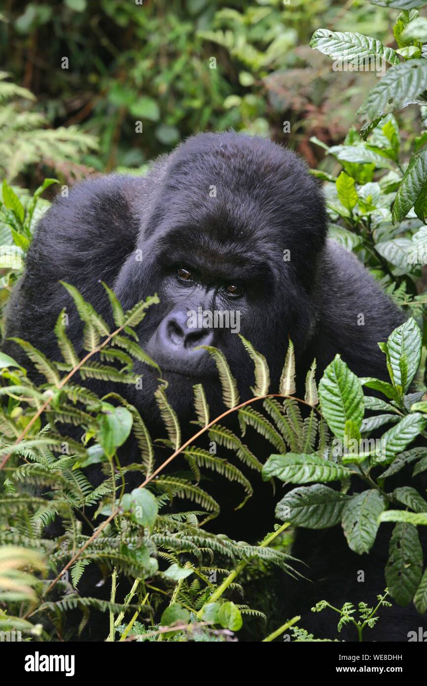Rwanda, Volcanoes National Park, male mountain gorilla or silver back hidden behind the foliage of a forest Stock Photo