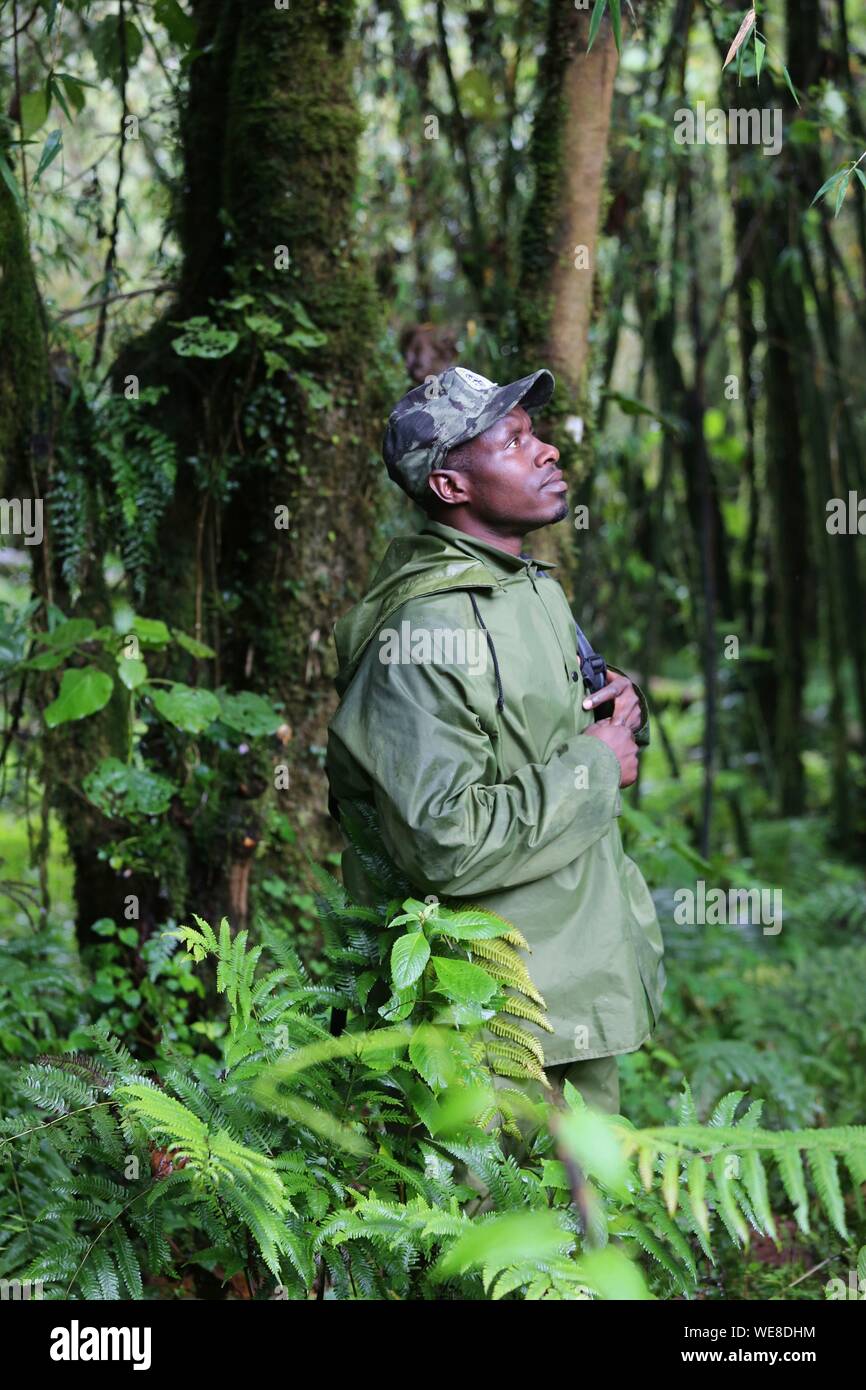 Rwanda, Volcanoes National Park, Rwandan ranger with a walkie talkie in hand in the middle of the forest Stock Photo
