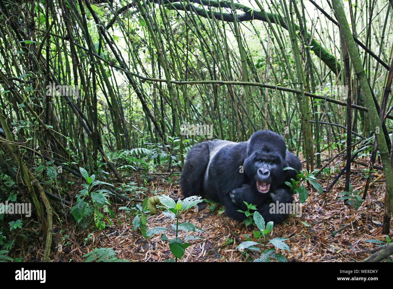 Rwanda, Volcanoes National Park, male mountain gorilla or silver back lying in a bamboo forest Stock Photo