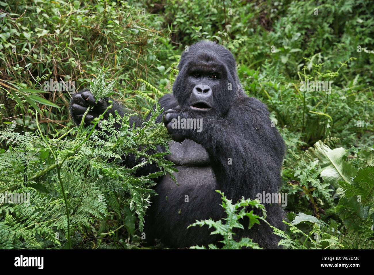 Rwanda, Volcanoes National Park, Male Mountain Gorilla or Silverback Eating Leaves in a Forest Glade Stock Photo