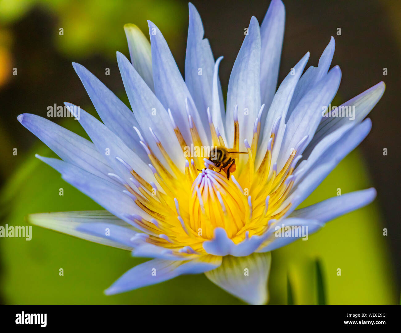 Purple Water Lilly flower with bee Stock Photo - Alamy