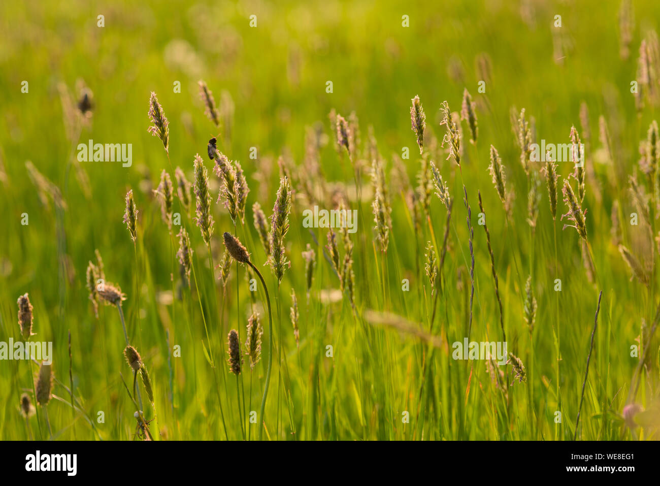 A meadow in spring at Draycott Sleights in the Mendip Hills Area of Outstanding Natural Beauty in Somerset, England. Stock Photo