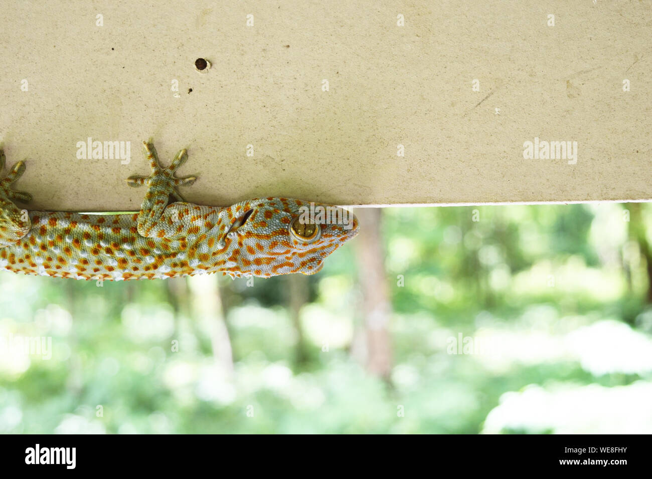 Gekko or Tokay gecko on gray wall , Many orange color dots spread on blue skin of scary reptile , Reptiles in the home Stock Photo