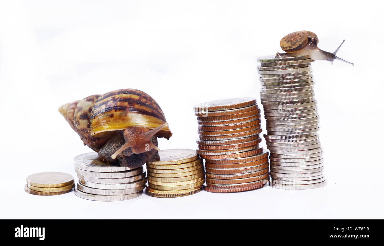 Two snail climbing pile of coins on white background , Victory and success from patience while slow economic growth, Competition in which small group Stock Photo