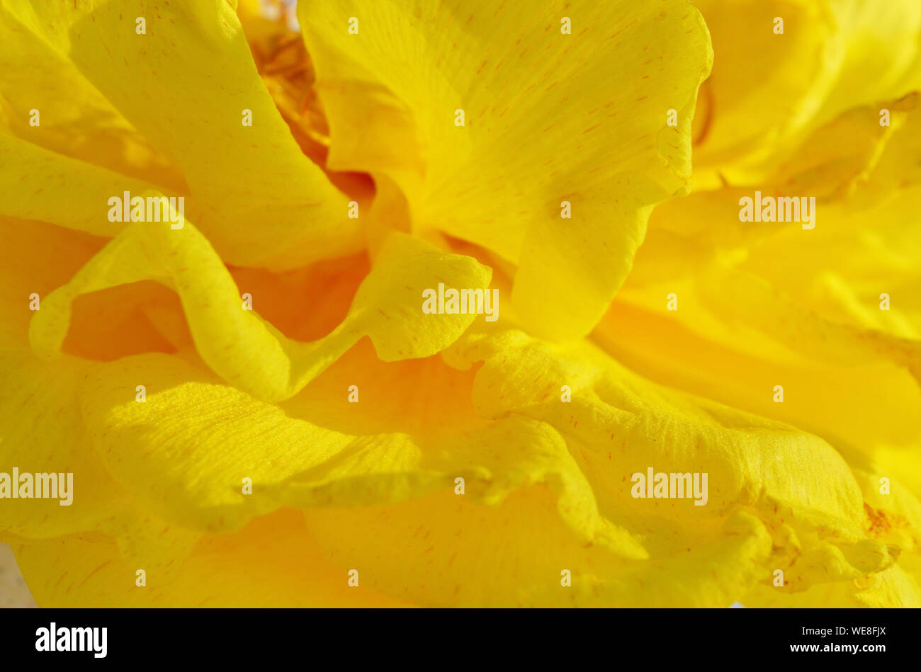 Abstract background and texture from soft overlap of flower petals, Orange color blur pattern on yellow surface Stock Photo