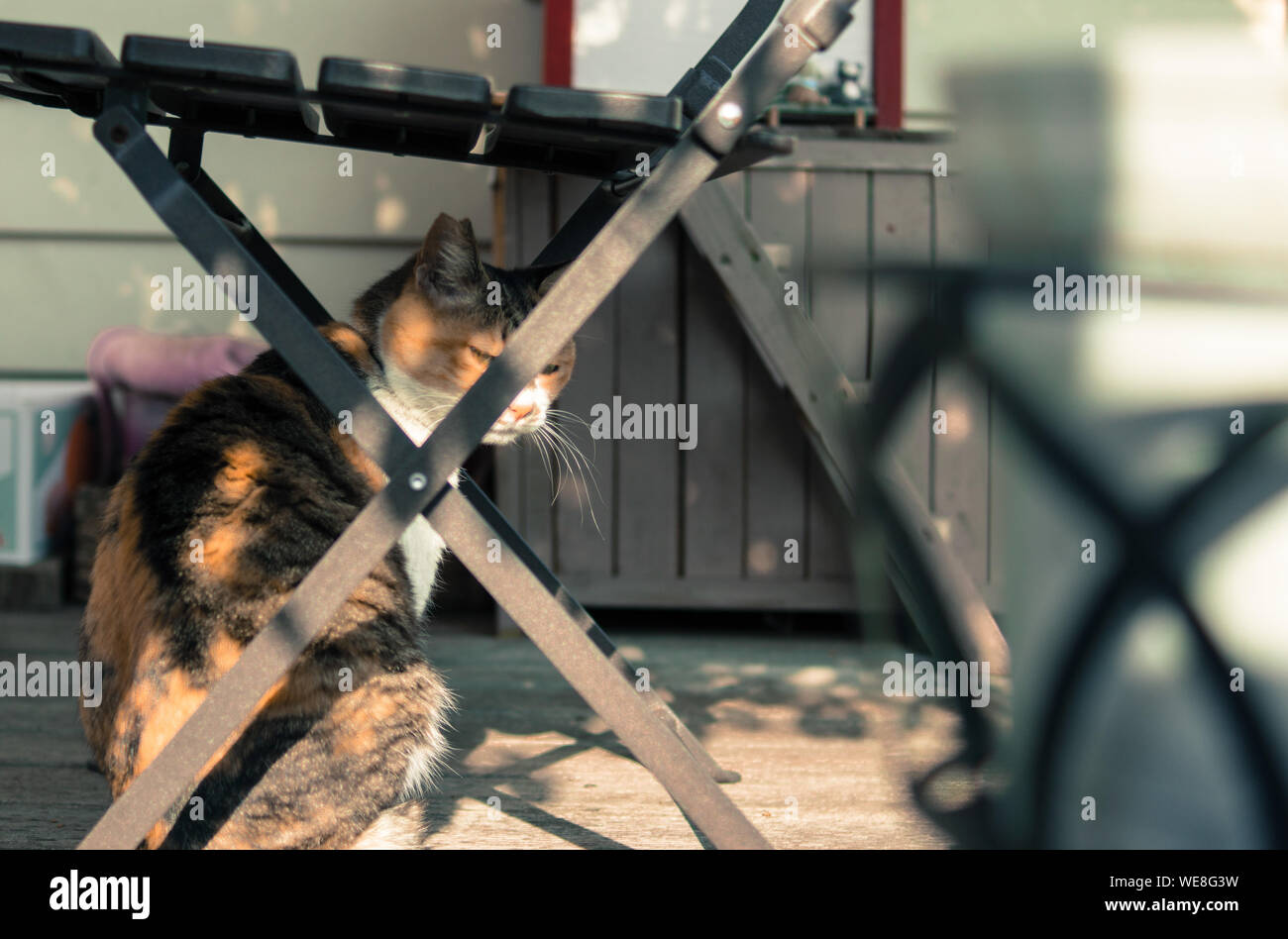 Cat Sitting Under Chair Stock Photo Alamy