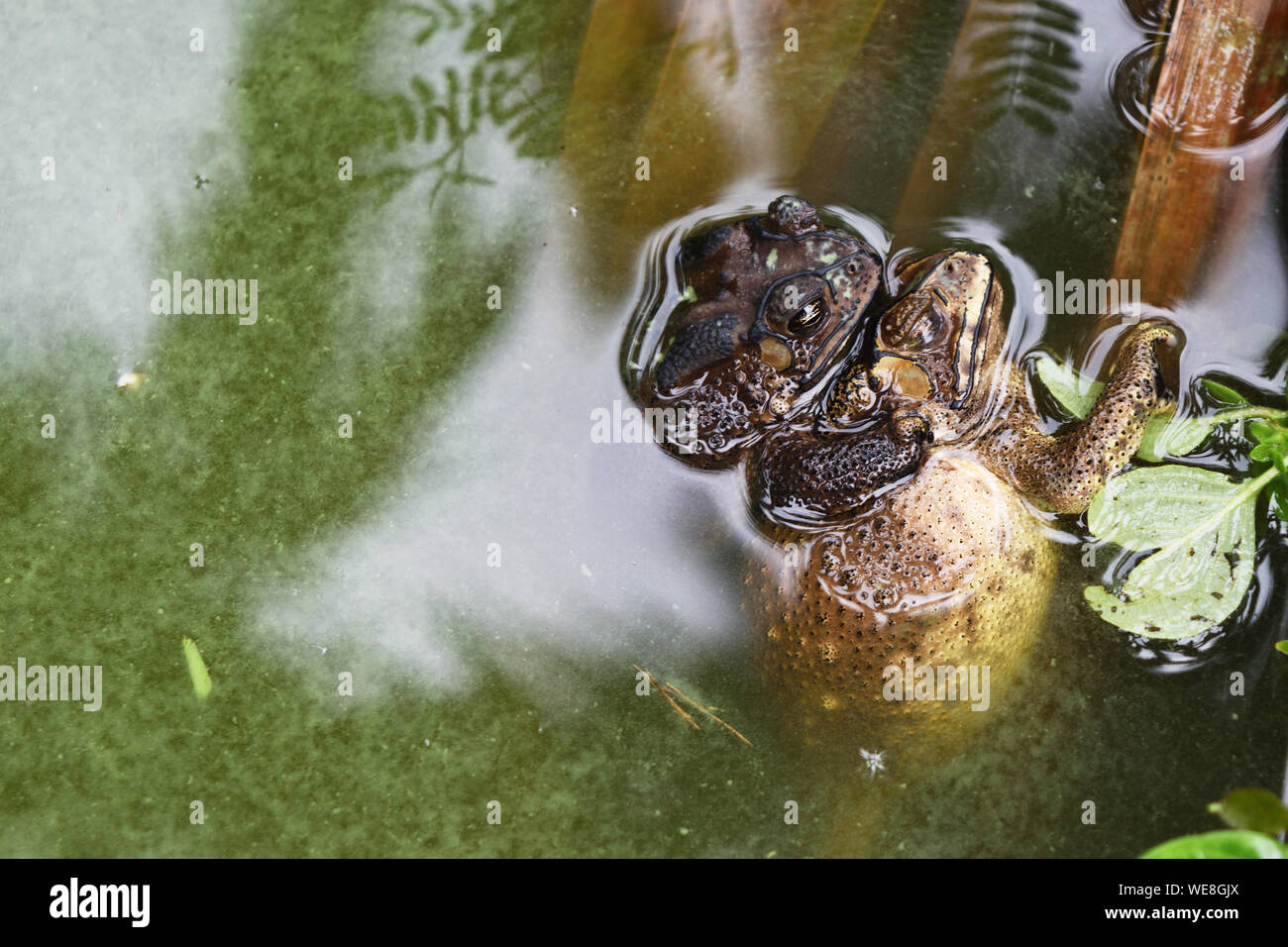 Two frogs mating hires stock photography and images Alamy