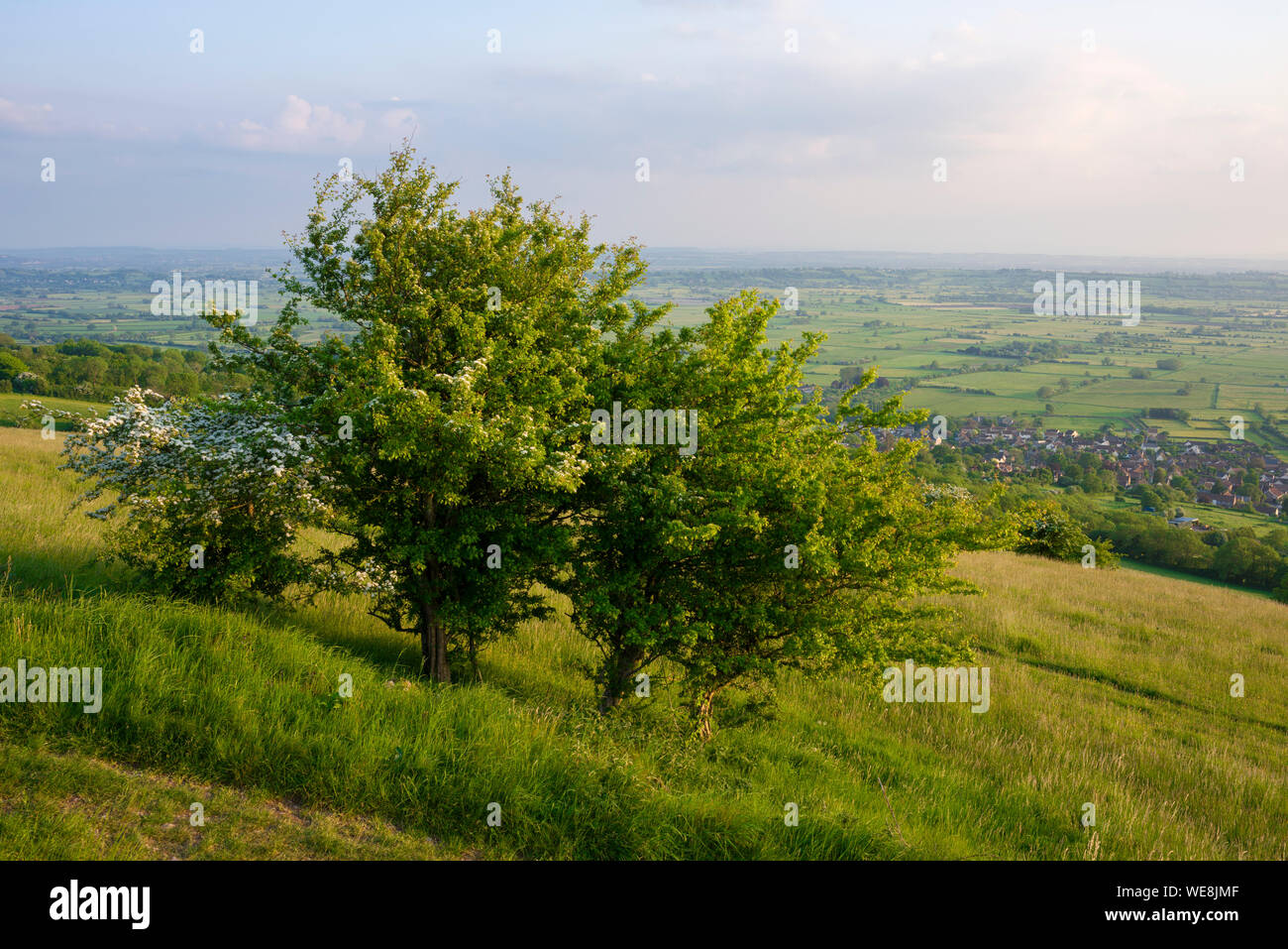 Common Hawthorn on Draycott Sleights in the Mendip Hills Area of Outstanding Natural Beauty, Somerset, England. Stock Photo