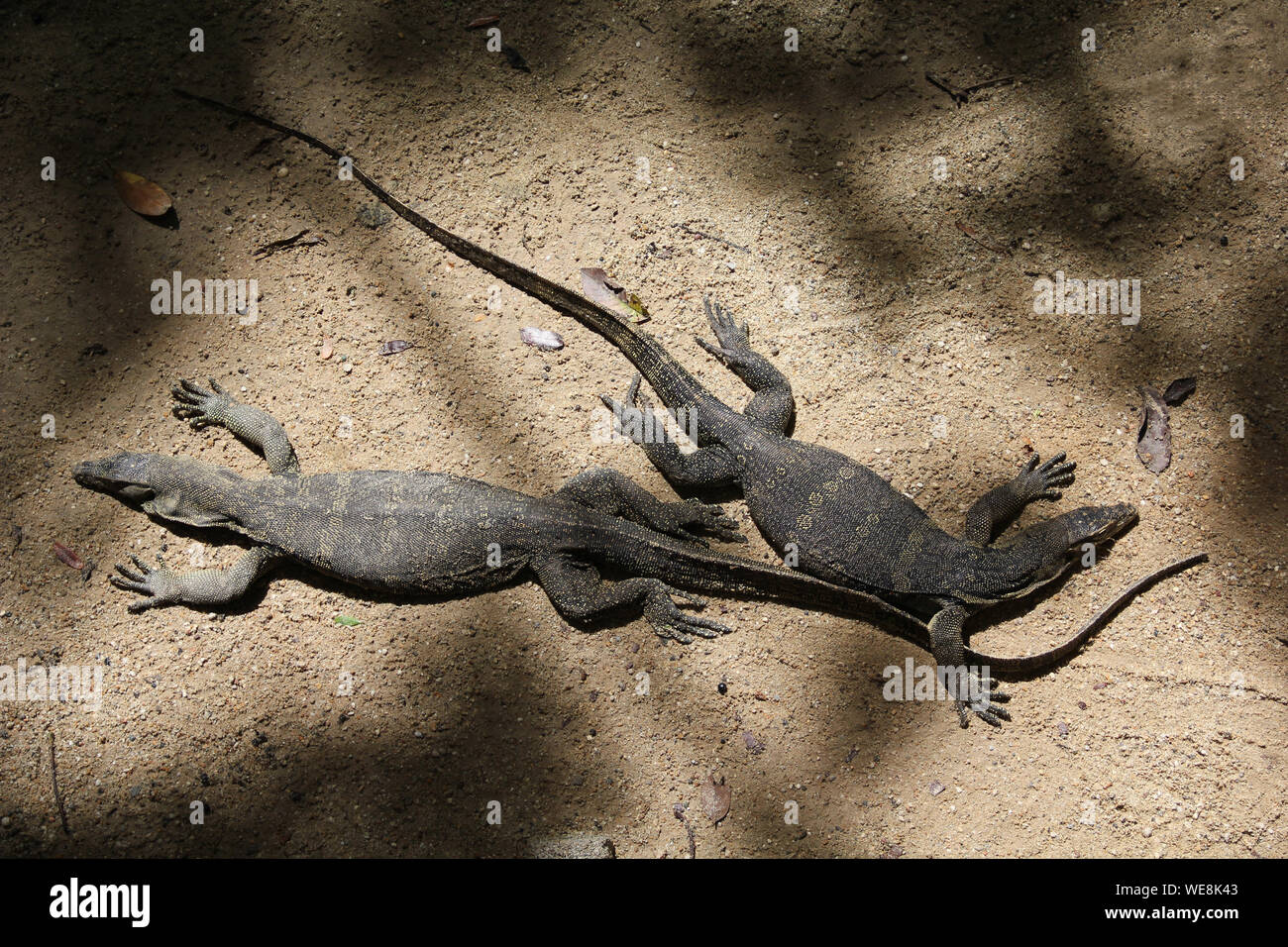 A pair of monitor lizards resting in the shade in Sarawak, Borneo, Malaysia Stock Photo Alamy