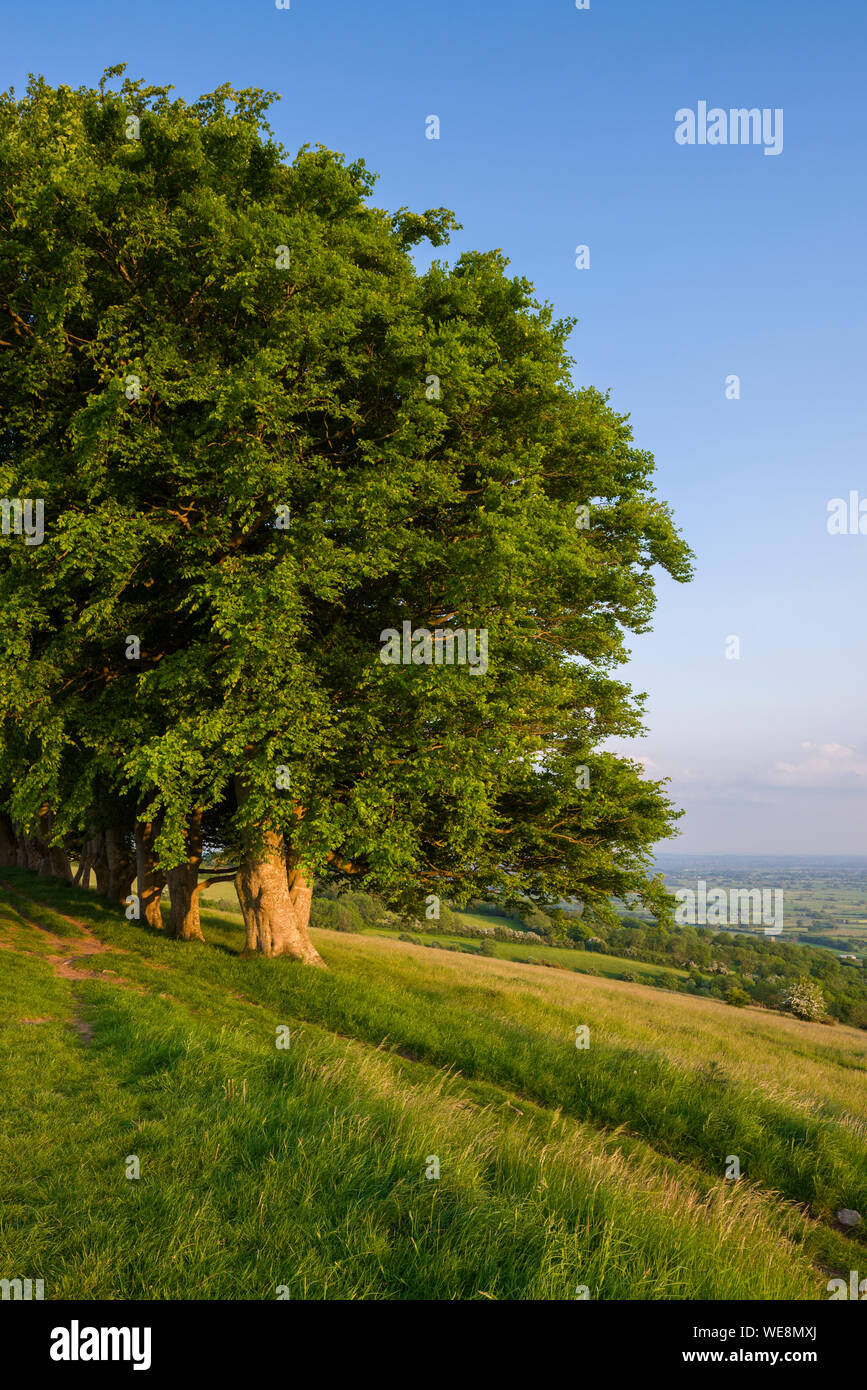 The row of beech trees on Draycott Sleights in the Mendip Hills National Landscape, Somerset, England. Stock Photo