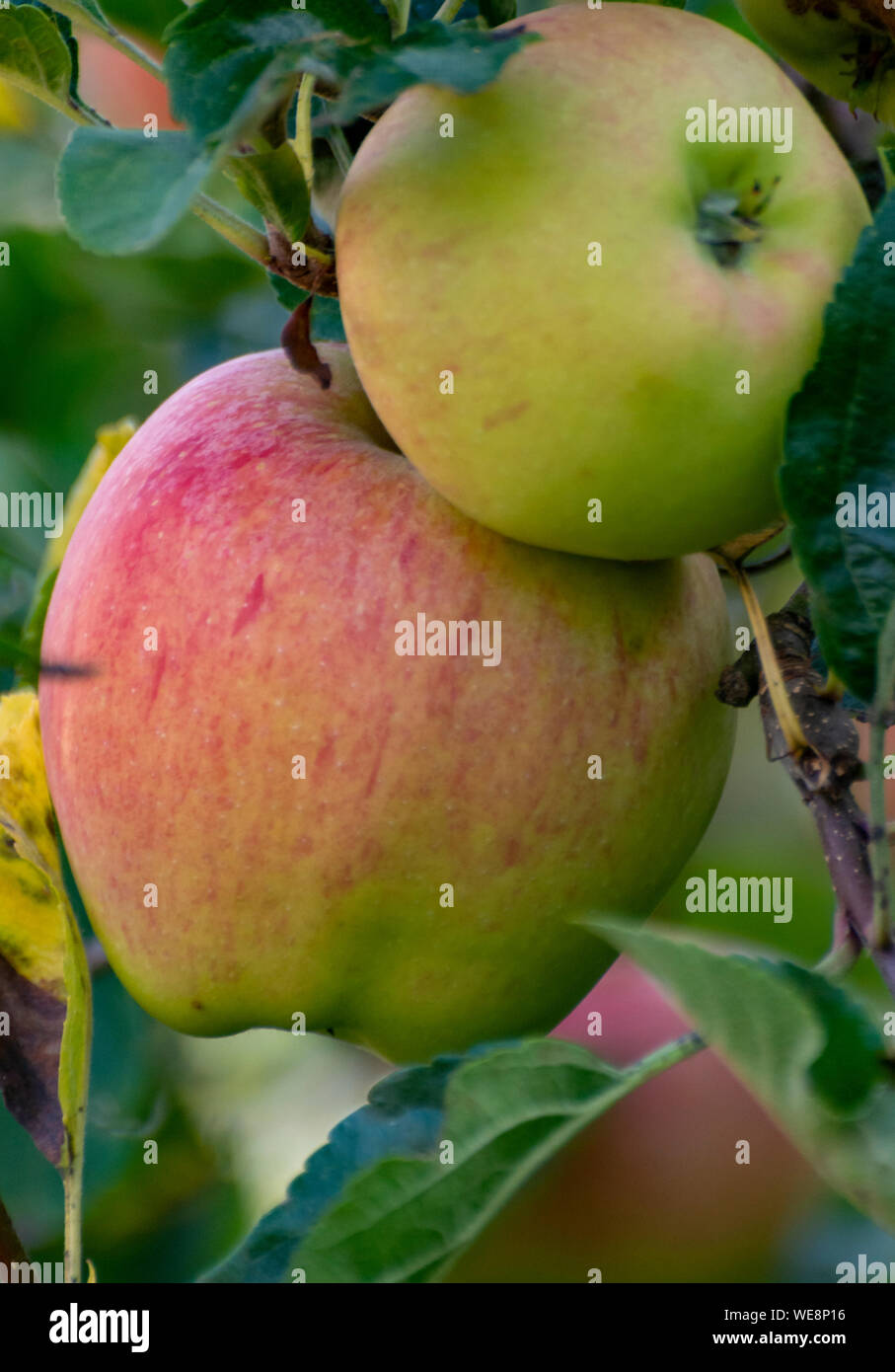 Eco farm with biological orchard, organic apples ripening on apple tree