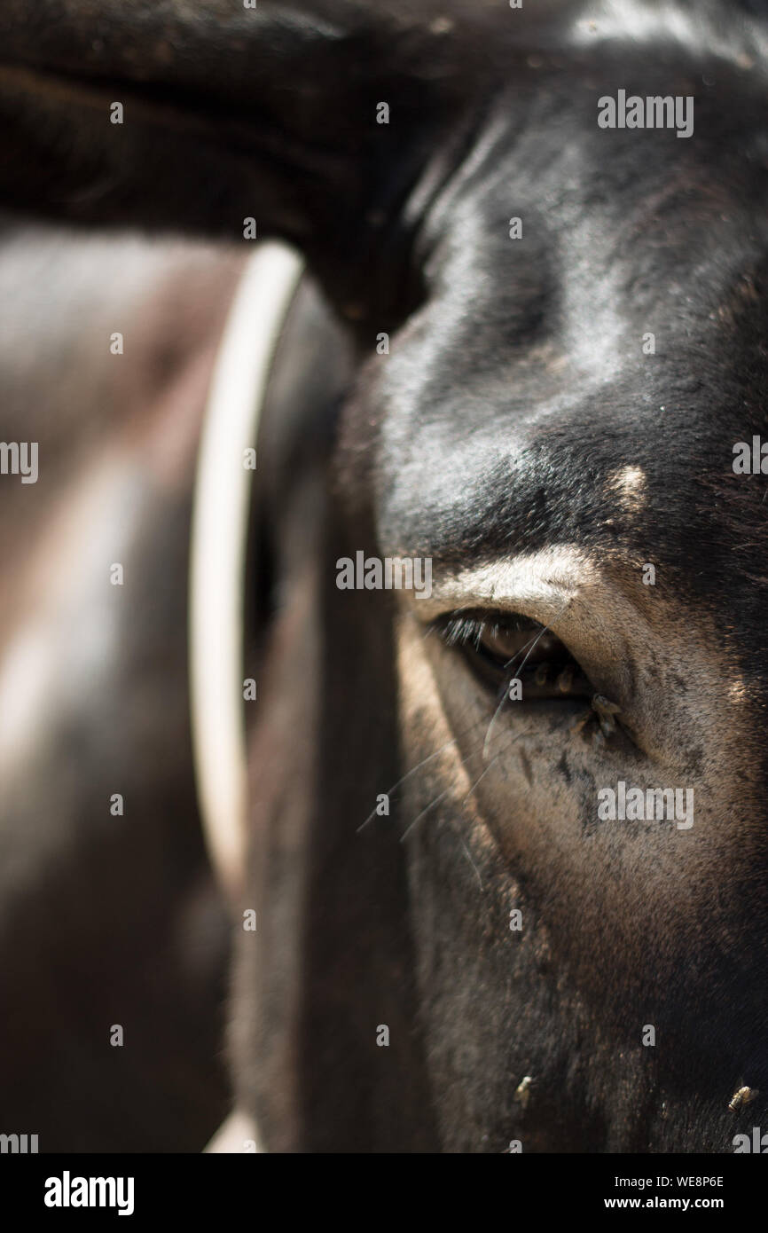 Detail Shot Of Animal Eye Stock Photo