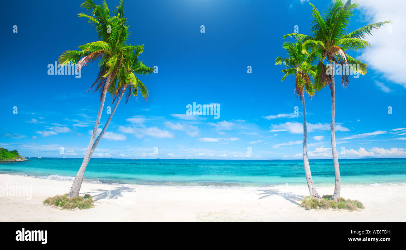 panoramic tropical beach with coconut palm Stock Photo - Alamy