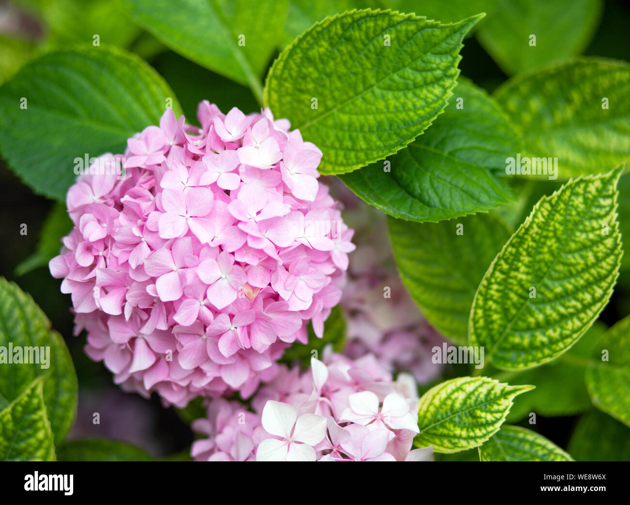 Hydrangea wallpaper flowers hi-res stock photography and images - Alamy