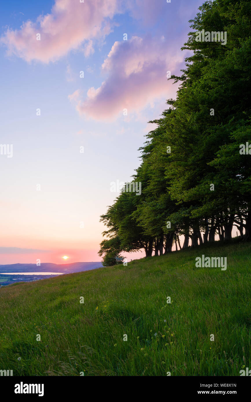 Sunset from the beech trees on Draycott Sleights in the Mendip Hills National Landscape, Somerset, England. Stock Photo