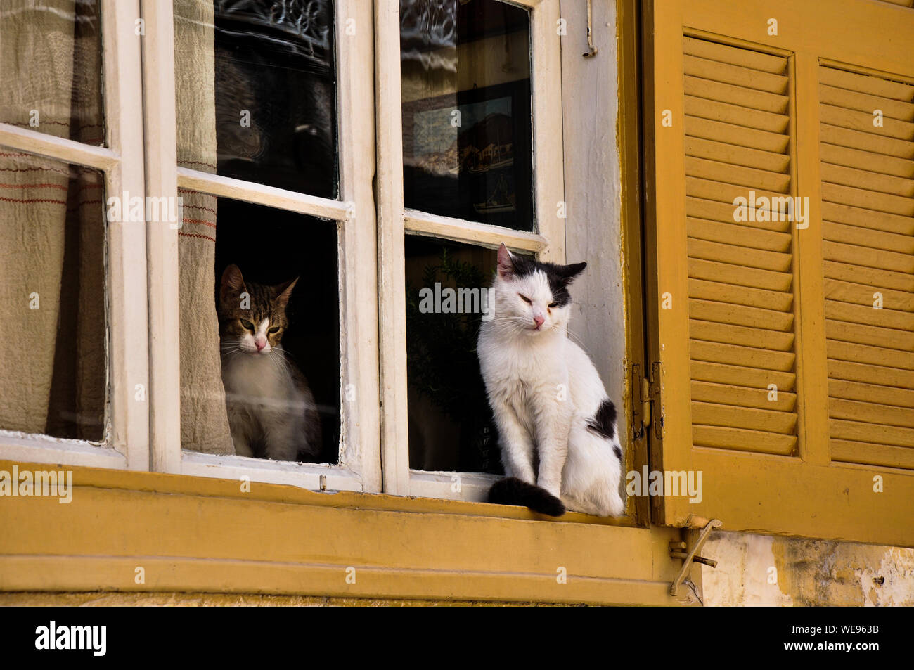 Cat Sitting On Window Sill Stock Photo Alamy