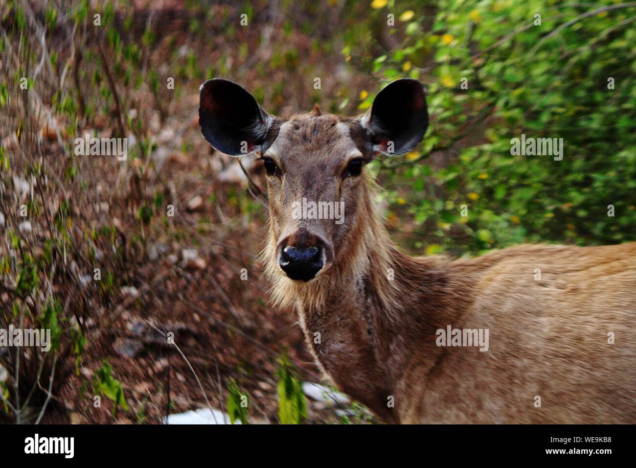 Portrait Of Deer At Sariska Tiger Reserve Stock Photo