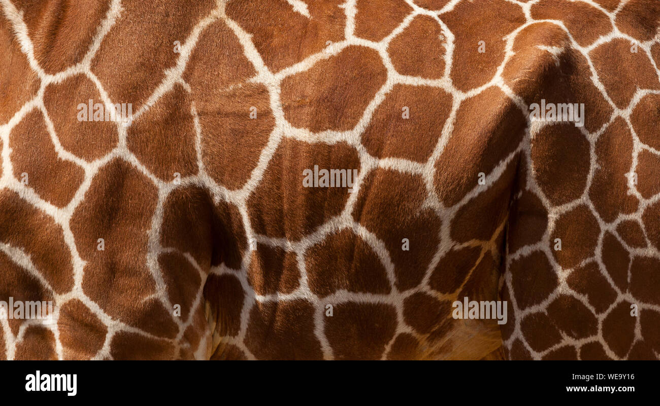 Abstract close up of an Articulated Giraffe's coat pattern Stock Photo