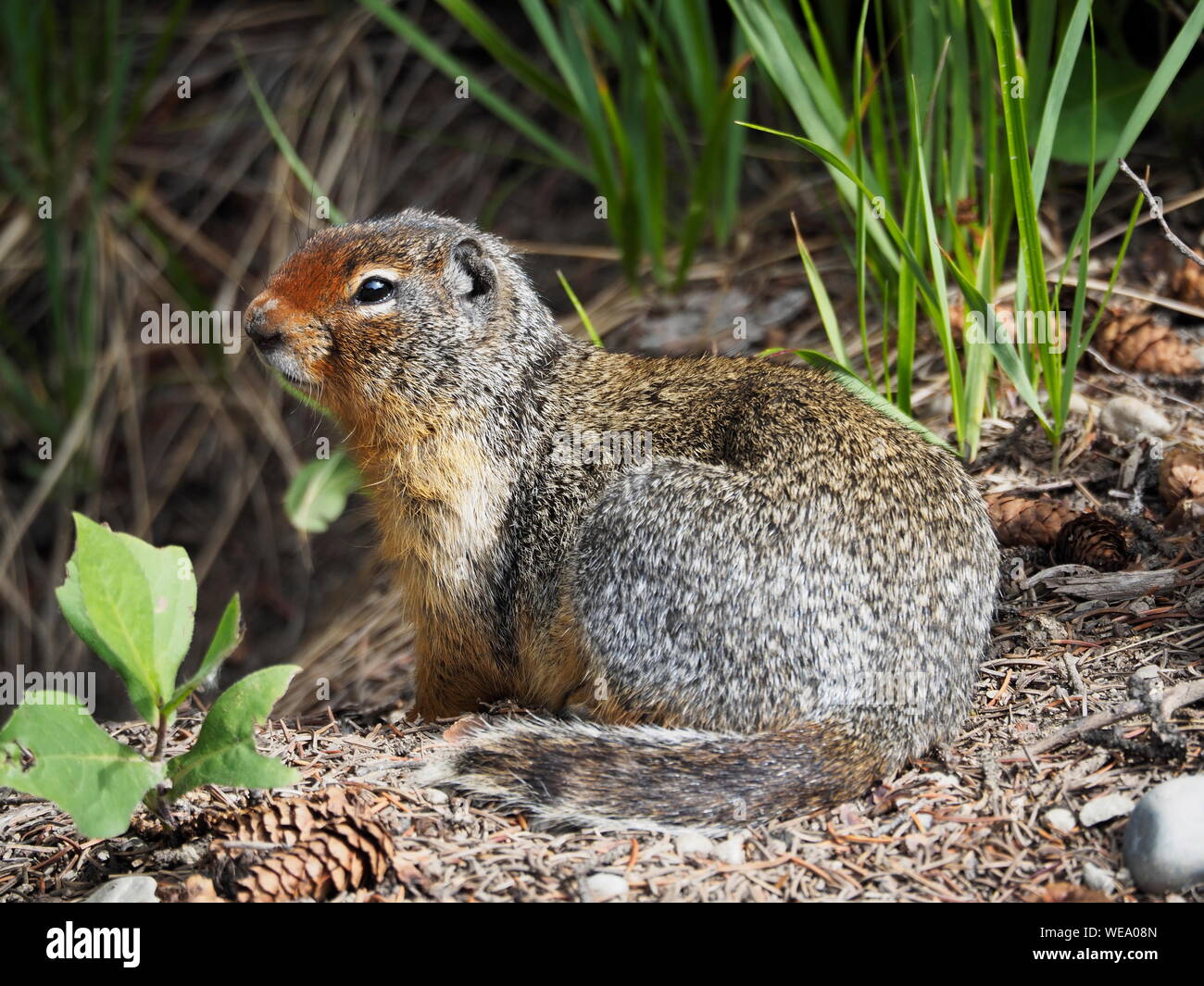 Columbian Ground Squirrel watching and guarding its burrow. Spermophilus columbianus, urocitellus columbianus Stock Photo