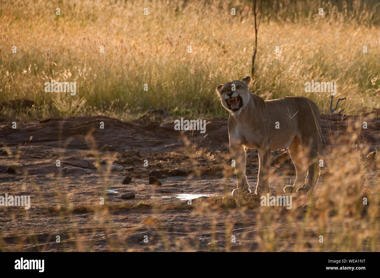 The lion is roaring standing hi-res stock photography and images - Alamy