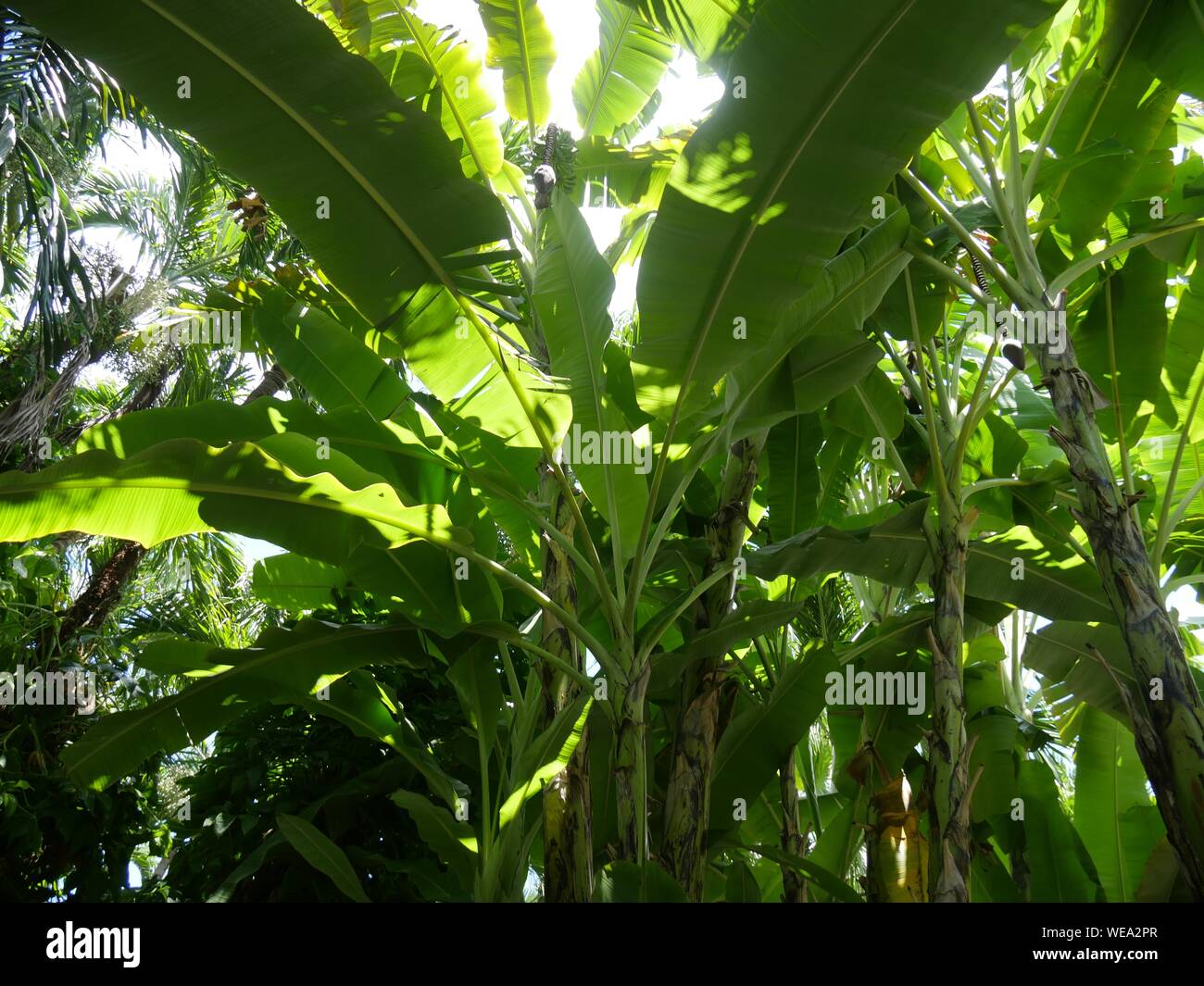 Upward shot of several young banana plants Stock Photo