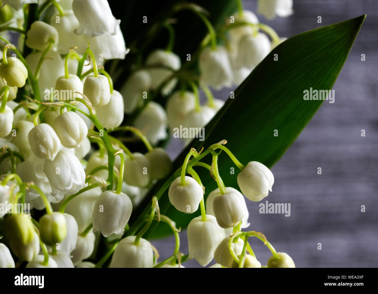 Lily of the valley flowers hi-res stock photography and images - Alamy