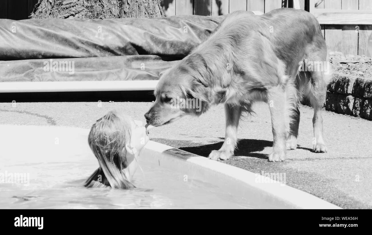 Dog Licking Owner High Resolution Stock Photography and Images Alamy