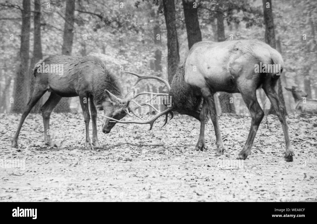 Elk Fighting Stock Photos & Elk Fighting Stock Images Alamy