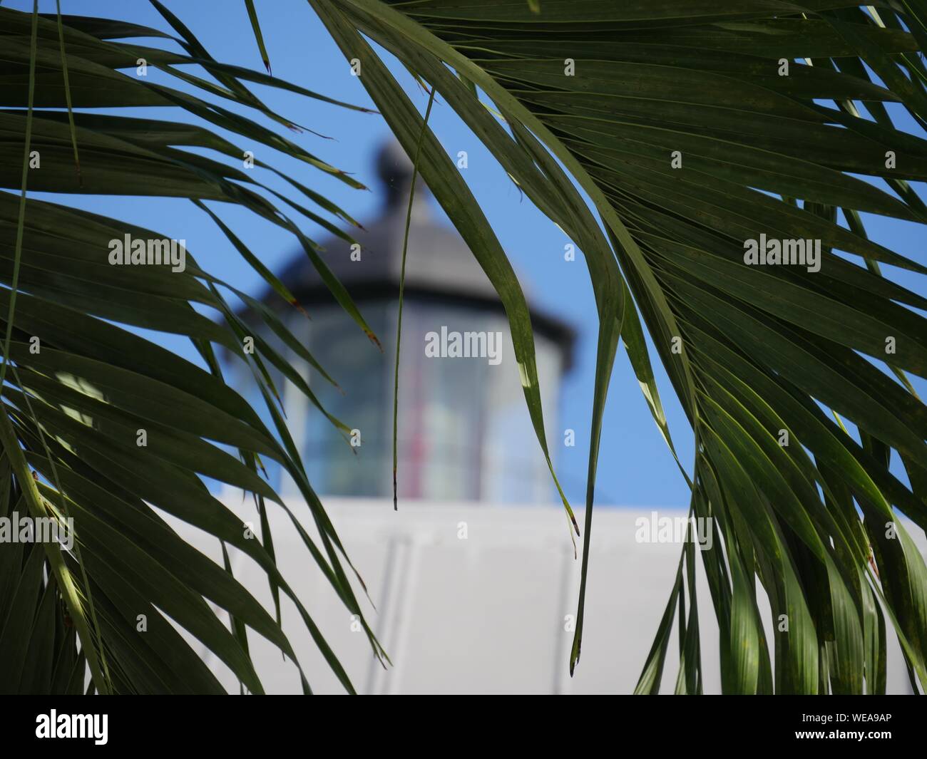 Close up of coconut leaves, with a blurred structure in the distance Stock Photo