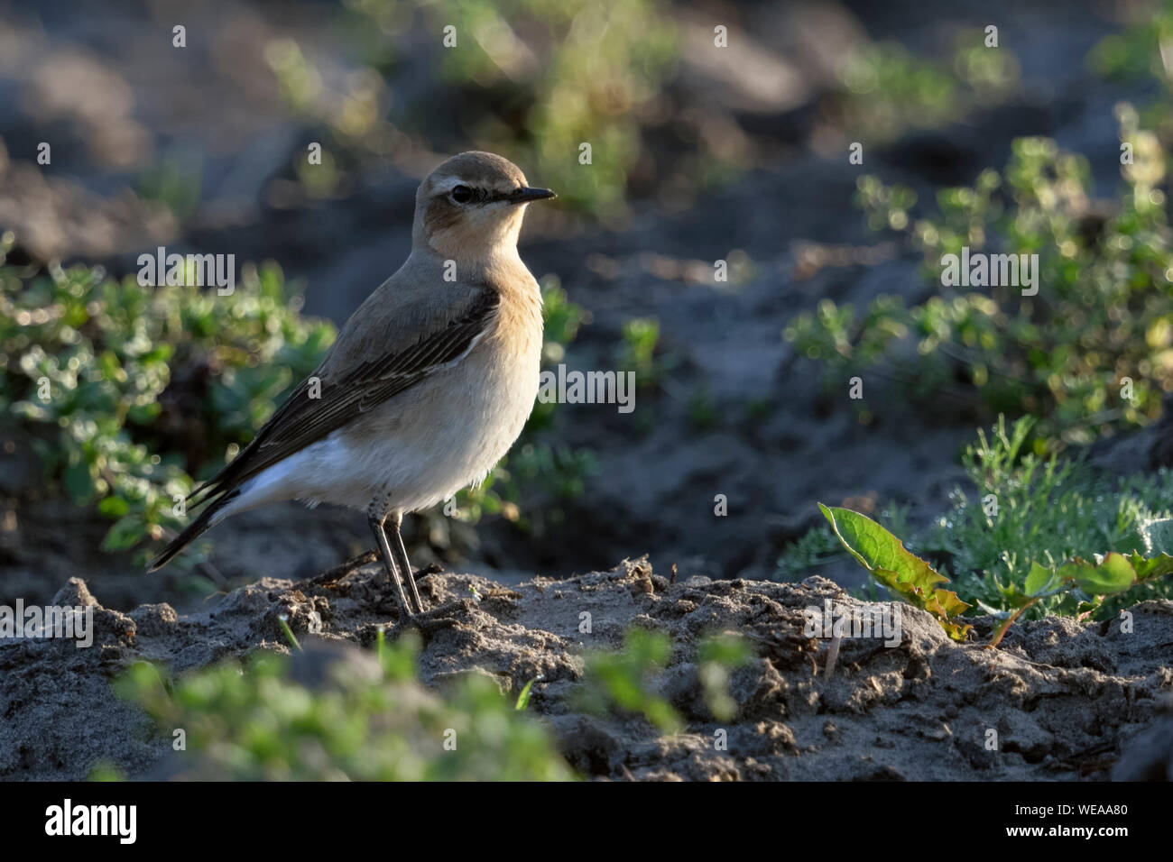 Northern Wheatear / Steinschmätzer ( Oenanthe oenanthe ), male adult, bird migration, resting on farmland, wildlife, Europe. Stock Photo