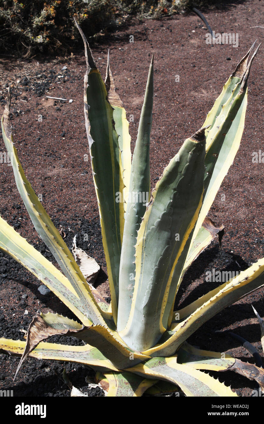 xanadu philodendron Philodendron Xanadu Dwarf Variegata XL main image 0