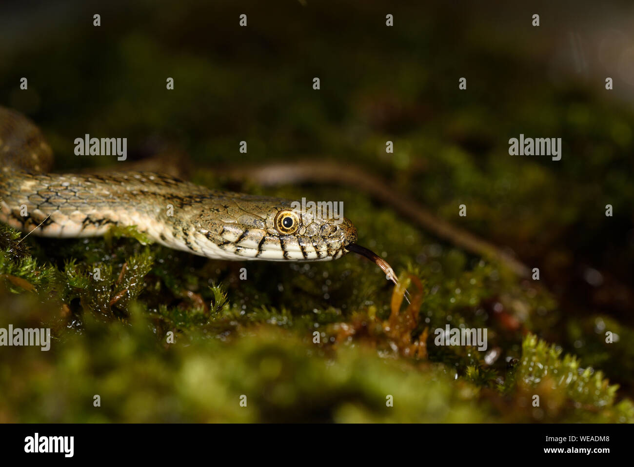 Dice Snake (Natrix tessellata) moving over moss, curled with tongue extended, Bulgaria, April Stock Photo