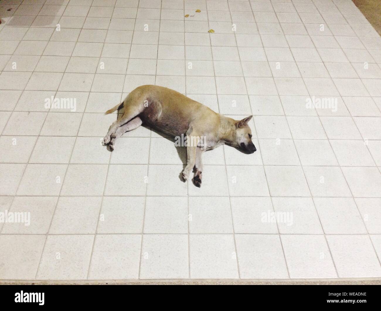 Dog On Tiled Floor Stock Photo