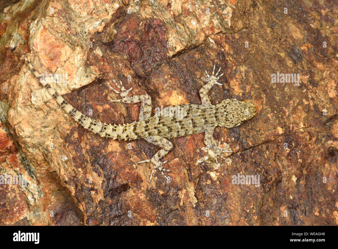Kotschy's Gecko (Mediodactylus kotschyi) resting on rock wall, Bulgaria, April Stock Photo