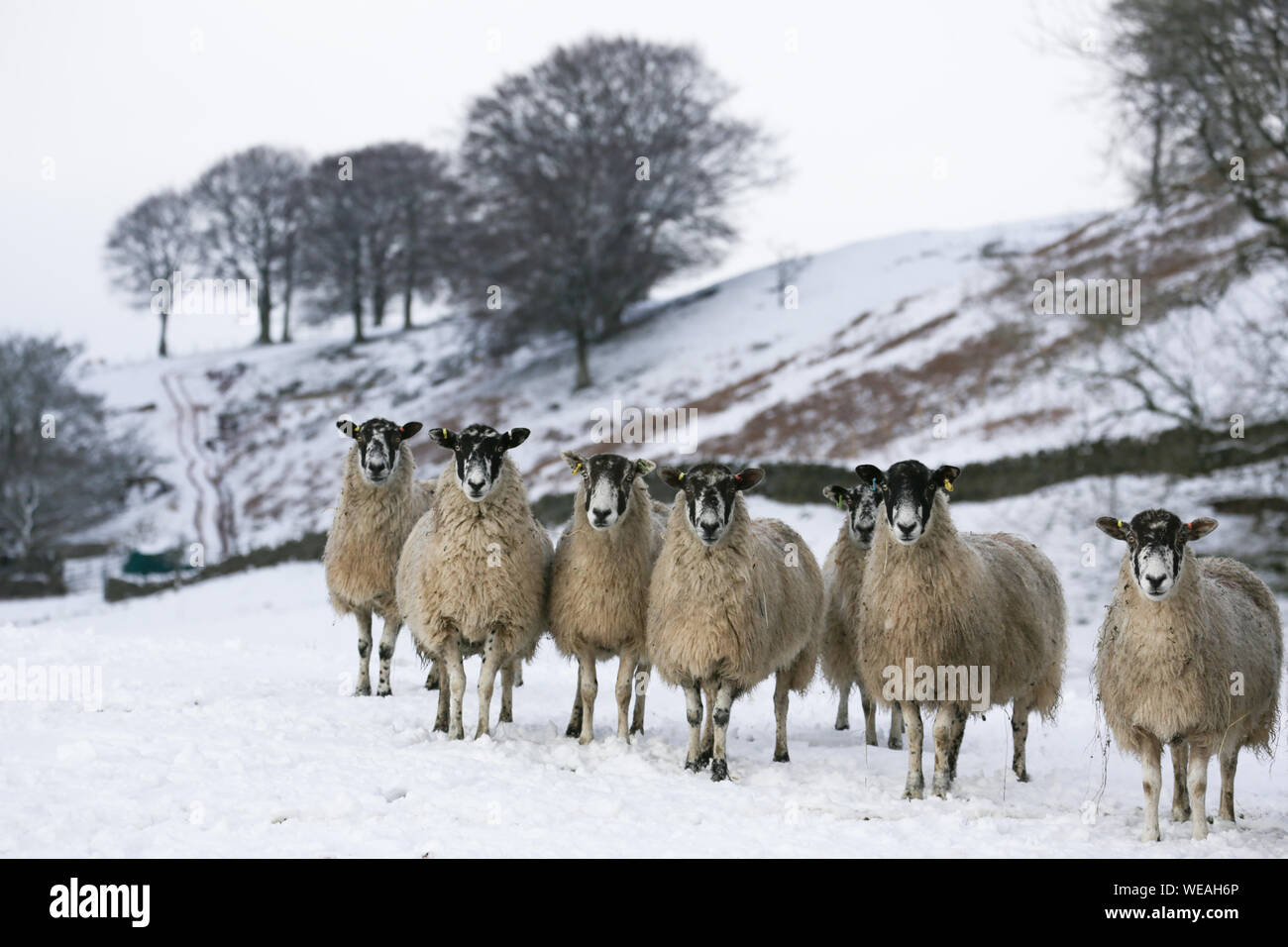 Northern Mule sheep in the snowy field. Stock Photo